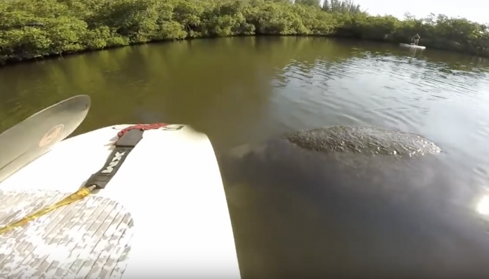 Huge Manatee Attacks Stand Up Paddle Board Fisherman